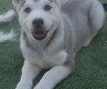 Siberische Husky-puppy's te koop - 4 - Thumbnail