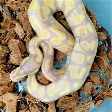 Mooie Ball Pythons