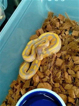 Mooie Ball Pythons - 1