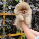 Schattige pomeriaan pups - 3 - Thumbnail