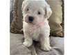 Prachtige Maltese puppy's - 0 - Thumbnail