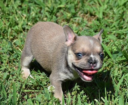 Hele mooie Bleu and Tan Franse Bulldog pups met lang neusje - 0