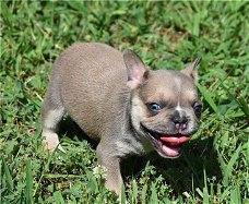 Hele mooie Bleu and Tan Franse Bulldog pups met lang neusje 