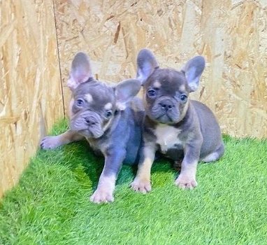 Hele mooie Bleu and Tan Franse Bulldog pups met lang neusje - 1