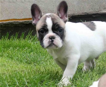 Hele mooie Bleu and Tan Franse Bulldog pups - 0