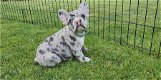 Franse bulldog pups - 1 - Thumbnail