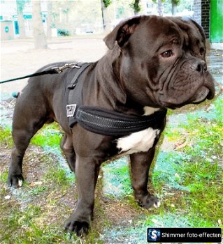 Dit is Kenzo een pocketbully van anderhalf - 0