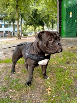 Dit is Kenzo een pocketbully van anderhalf - 1