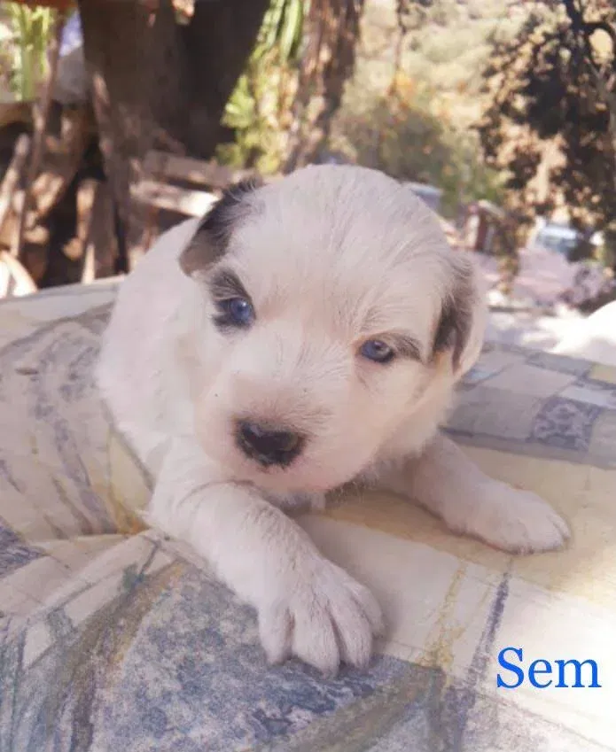MJM Dogs Foundation: Sem(gereserveerd) - nr. 1