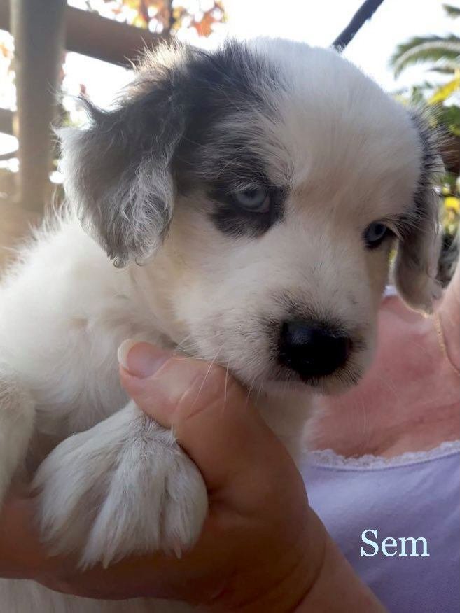 MJM Dogs Foundation: Sem(gereserveerd) - Afbeelding 2