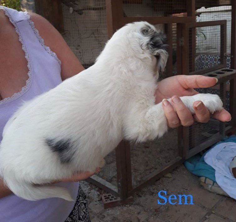 MJM Dogs Foundation: Sem(gereserveerd) - Afbeelding 3