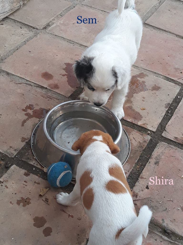 MJM Dogs Foundation: Sem(gereserveerd) - Afbeelding 4