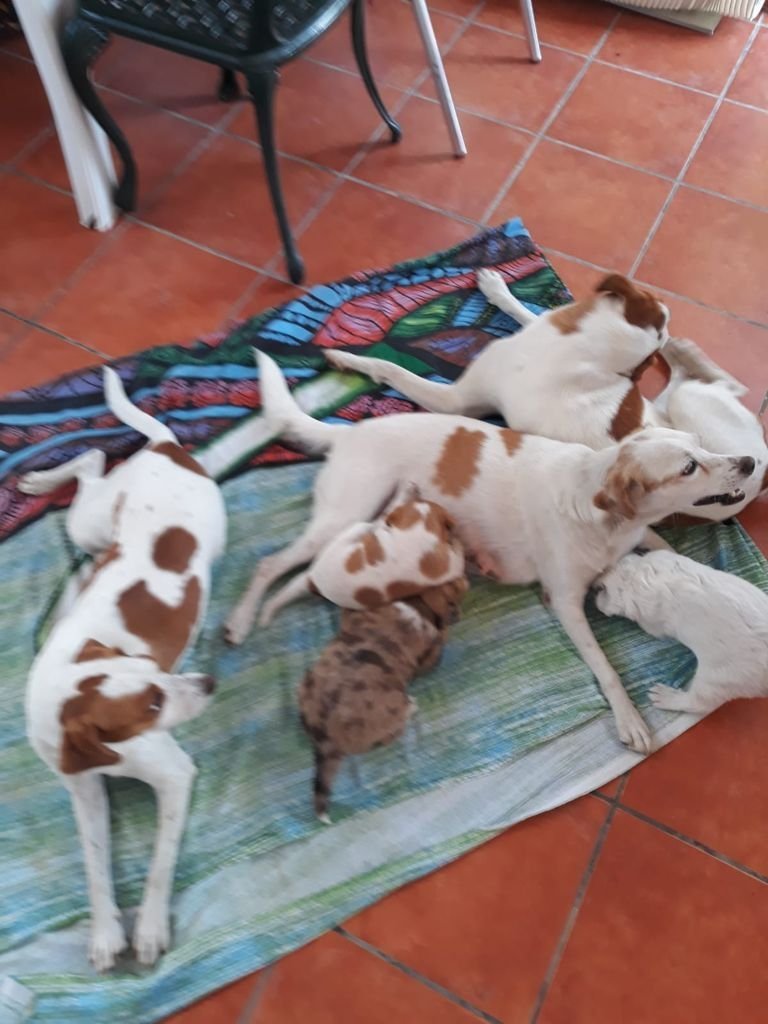 MJM Dogs Foundation: Sem(gereserveerd) - Afbeelding 6