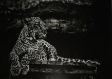 Kunst op glas van een liggende luipaard-panter, LUIPAARD - 1