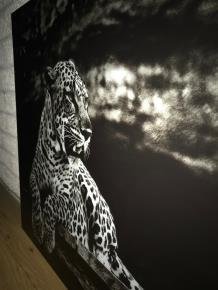 Kunst op glas van een liggende luipaard-panter, LUIPAARD - 2