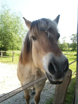 Boerderij 1,5 uur van Groningen - 4