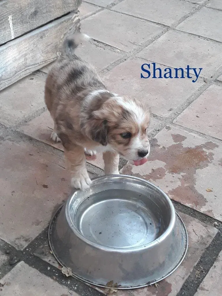 MJM Dogs Foundation: Shanty(gereserveerd) - nr. 1