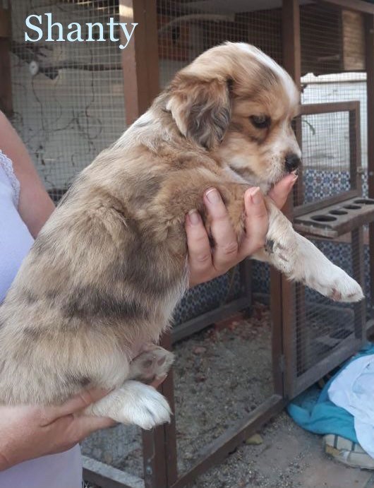 MJM Dogs Foundation: Shanty(gereserveerd) - Afbeelding 2