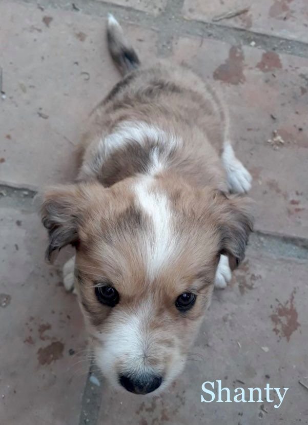 MJM Dogs Foundation: Shanty(gereserveerd) - Afbeelding 3
