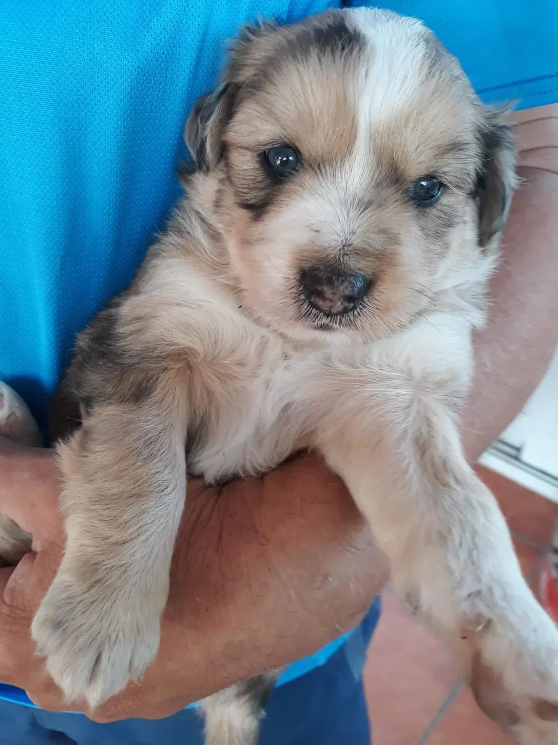 MJM Dogs Foundation: Shanty(gereserveerd) - Afbeelding 4