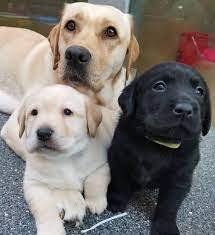 Labrador Retriever Puppies te koop - 0