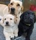 Labrador Retriever Puppies te koop - 0 - Thumbnail