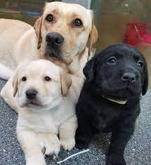 Labrador Retriever Puppies te koop