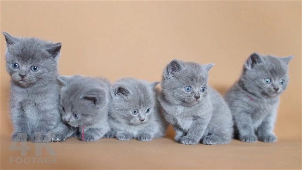 Prachtige Britse Korthaar Kittens - 0