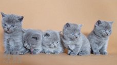 Prachtige Britse Korthaar Kittens