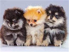 pomeranian  pups t-cup en mini