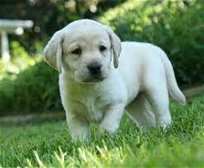 labrador pups zoeken gouden mand!