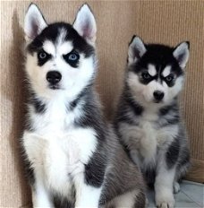 AANBIDDELIJKE SIBERISCHE HUSKY PUPPIES