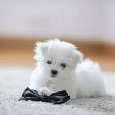 schattige Maltese puppy voor veiling - 0