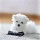 schattige Maltese puppy voor veiling - 0 - Thumbnail