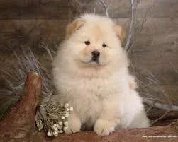 actieve chow chow-puppy te koop - 0