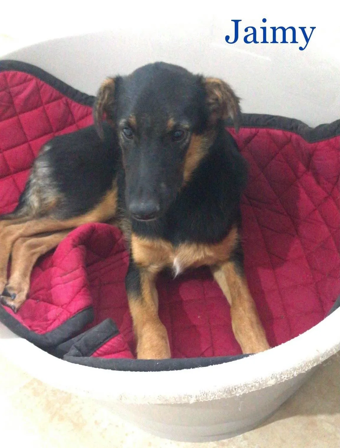 MJM Dogs Foundation: Jaimy - nr. 1