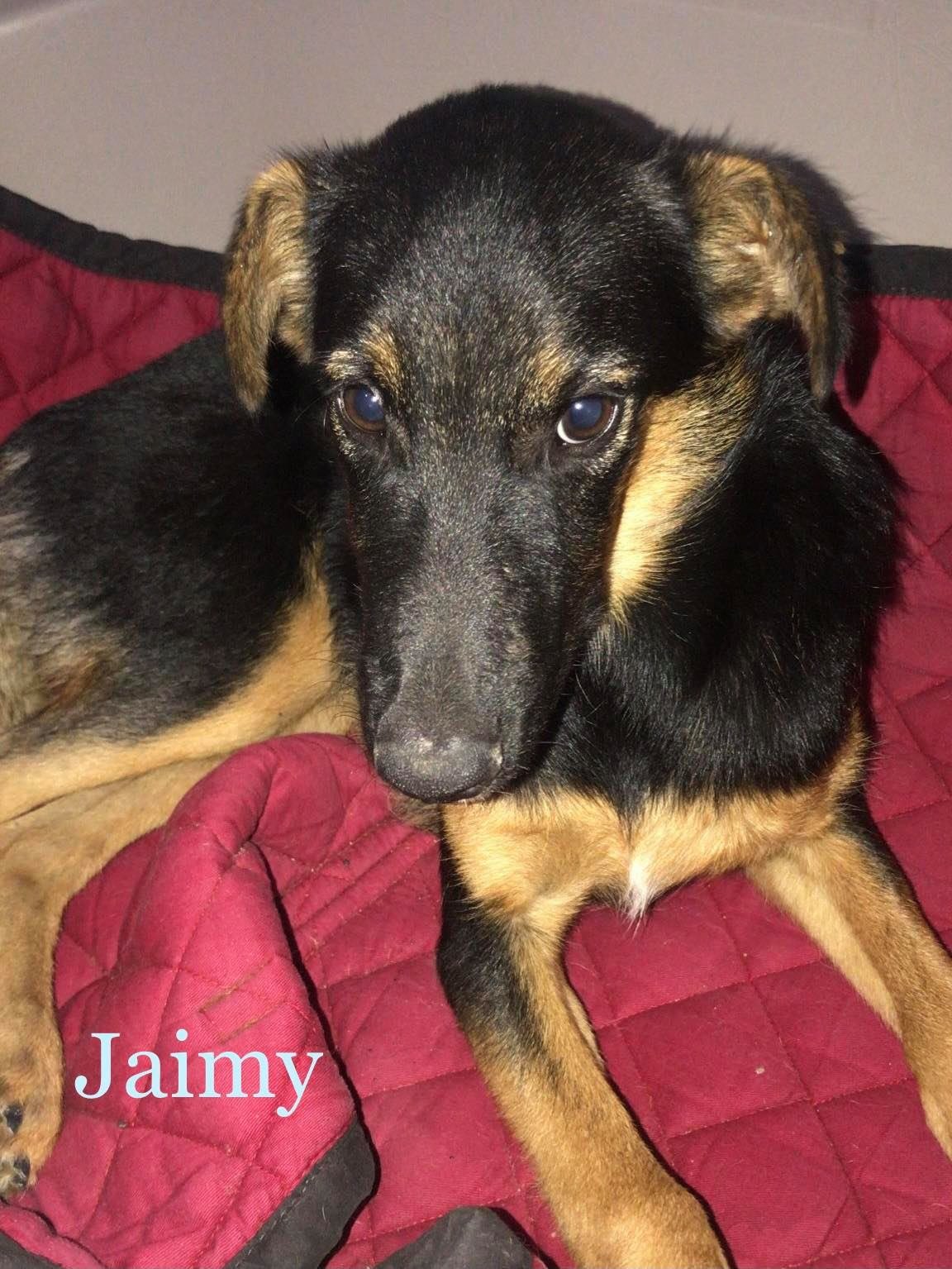 MJM Dogs Foundation: Jaimy - Afbeelding 2