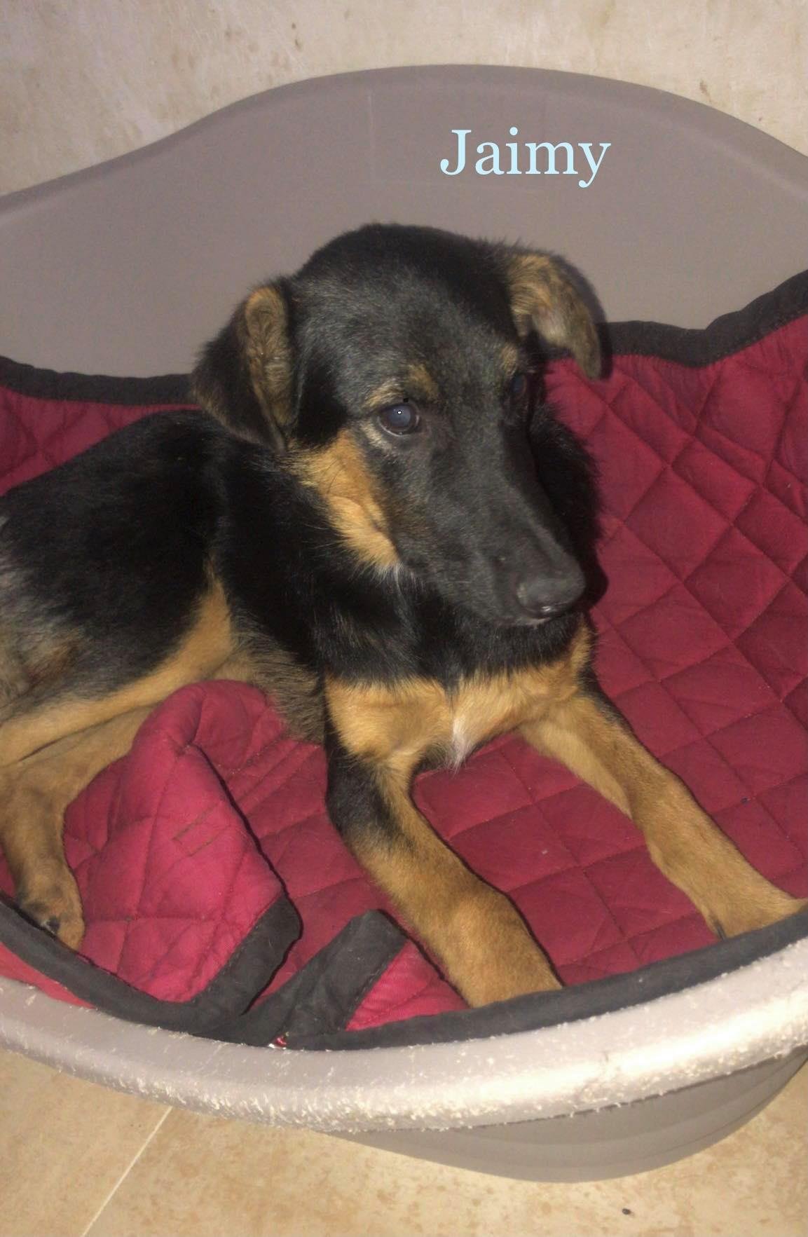 MJM Dogs Foundation: Jaimy - Afbeelding 3