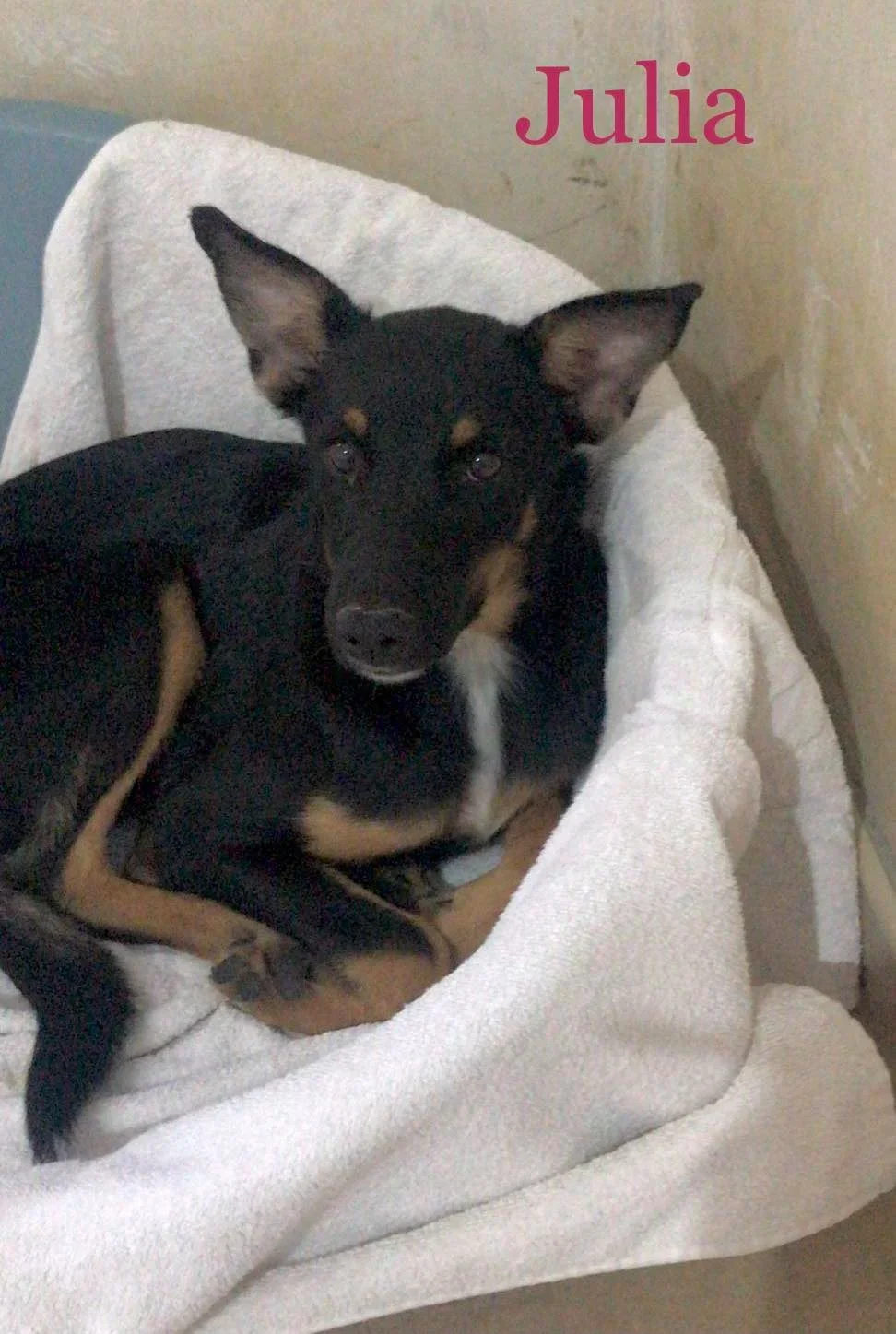 MJM Dogs Foundation: Julia - nr. 1