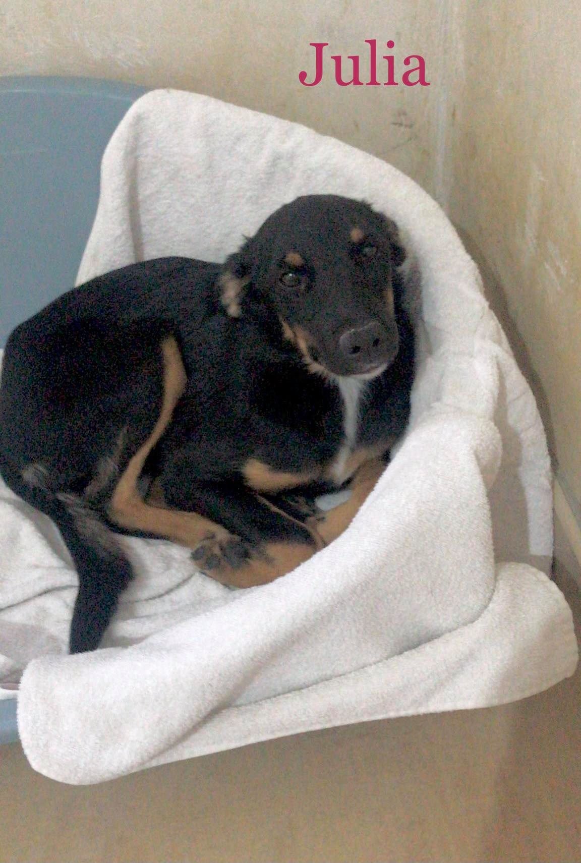 MJM Dogs Foundation: Julia - Afbeelding 2