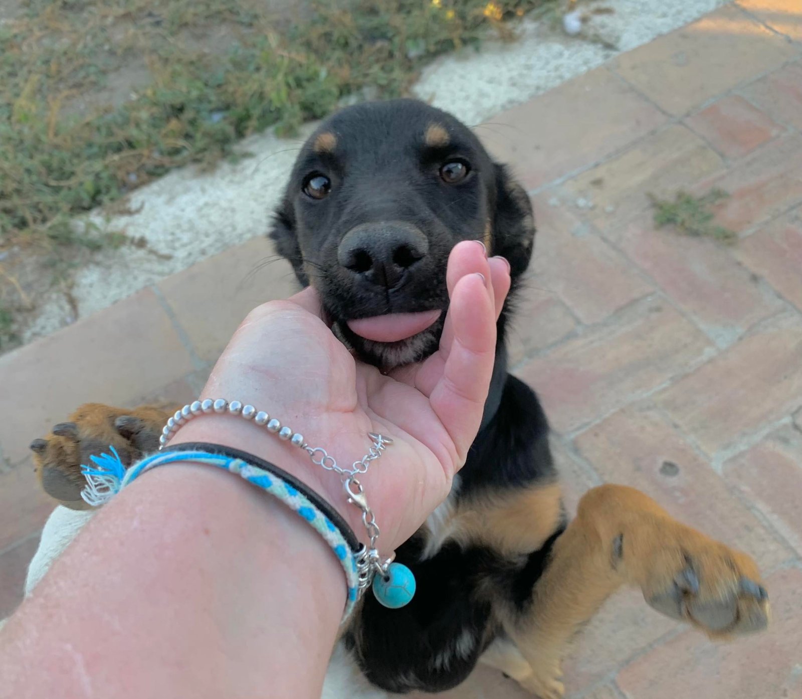 MJM Dogs Foundation: Julia - Afbeelding 5