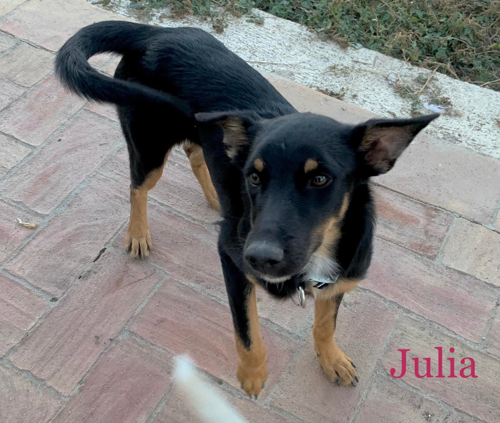 MJM Dogs Foundation: Julia - Afbeelding 6