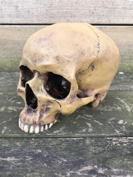 1 anatomische schedel-Polystein-scheldel-doods hoofd - nr. 1