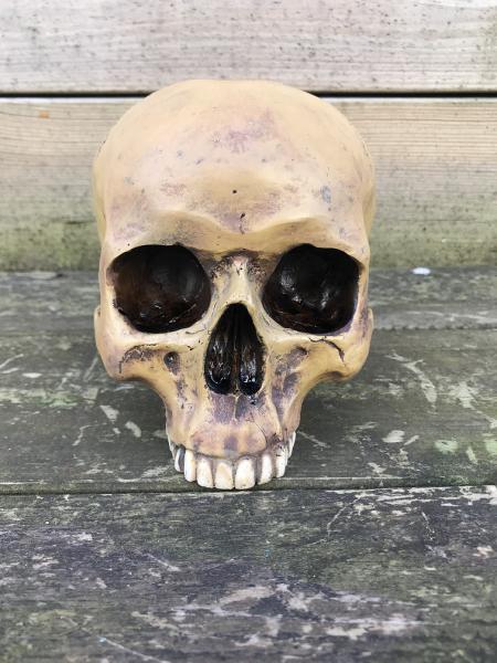 1 anatomische schedel-Polystein-scheldel-doods hoofd - Afbeelding 2