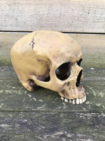 1 anatomische schedel-Polystein-scheldel-doods hoofd - Afbeelding 3