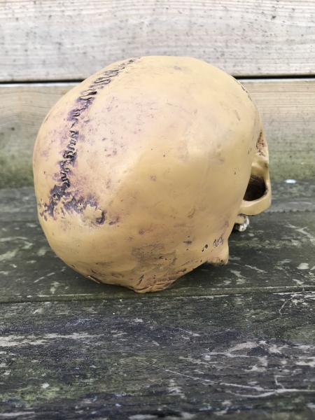 1 anatomische schedel-Polystein-scheldel-doods hoofd - Afbeelding 4