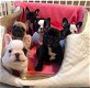 Super schattige Franse Bulldog-puppy's - 0 - Thumbnail