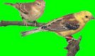 Prachtige koppels bruinruggoudmussen goudmus (Passer luteus) - 2 - Thumbnail