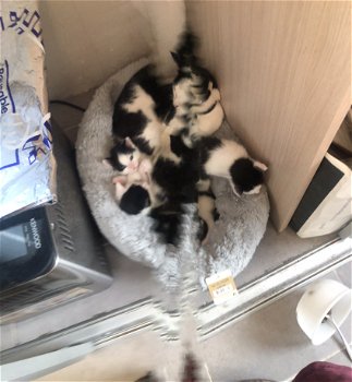 Boerderijkittens te koop - 1