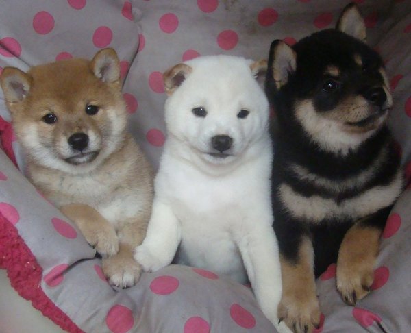 Charmante Shiba Inu Puppies - nr. 1